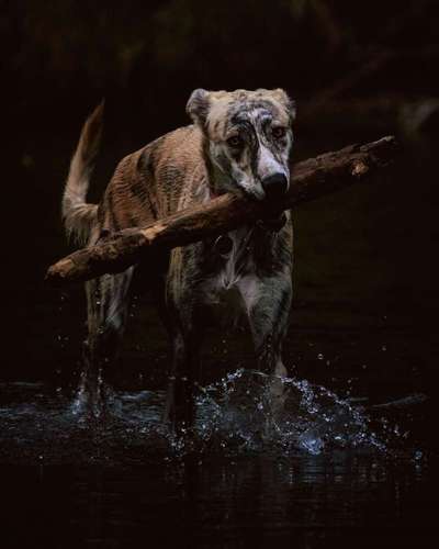 Foto's und Hundemodels-Beitrag-Bild