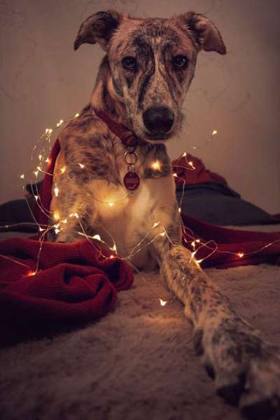 Foto's und Hundemodels-Beitrag-Bild