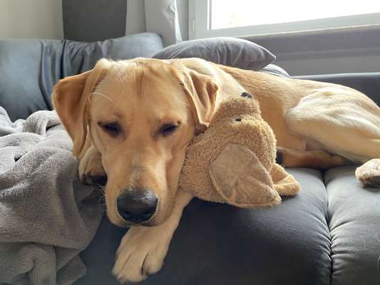 Der Lieblingsplüschi eures Vierbeiners-Beitrag-Bild