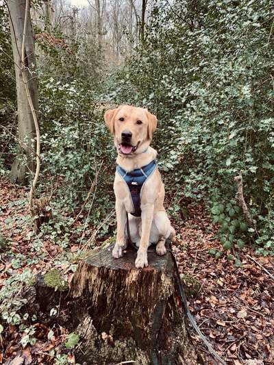 Labradorfans-Beitrag-Bild