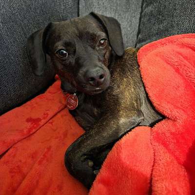 Hundetreffen-Zusammen Gassi gehen-Bild