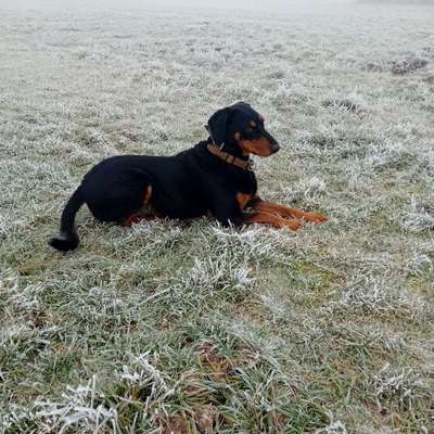 Hundetreffen-Gemeinsame Spaziergänge-Bild