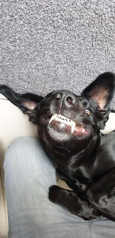 Dein lächelnder Vierbeiner-Beitrag-Bild