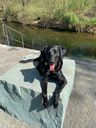 Labradorfans-Beitrag-Bild