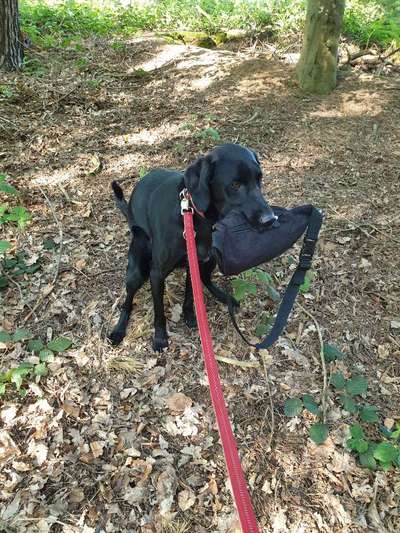 Hier ist der Spaßthread. Zum Schmunzeln und Kaputtlachen-Beitrag-Bild