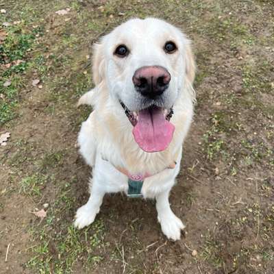 Hundetreffen-Spieltreffen-Bild