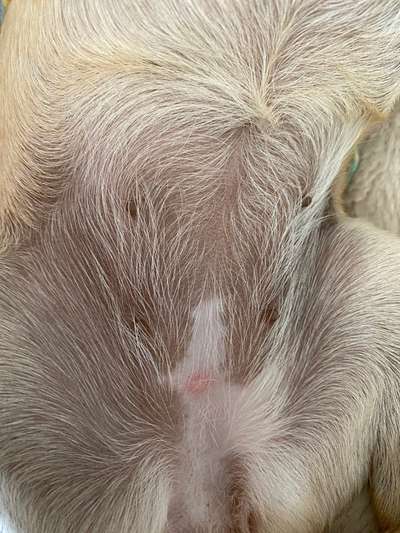 Roter Pickel/Punkt am Bauch vom Hund-Beitrag-Bild