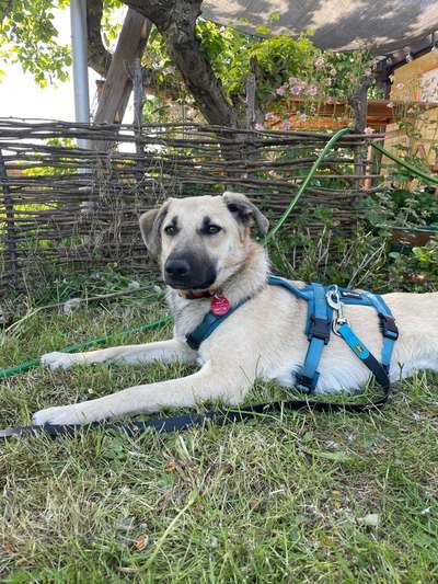 TierschutzhundeStammtisch🐕-Beitrag-Bild