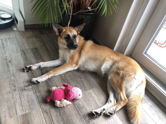 Schäferhund-Beitrag-Bild