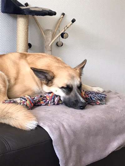 Wo habt ihr eure Hunde her ?-Beitrag-Bild