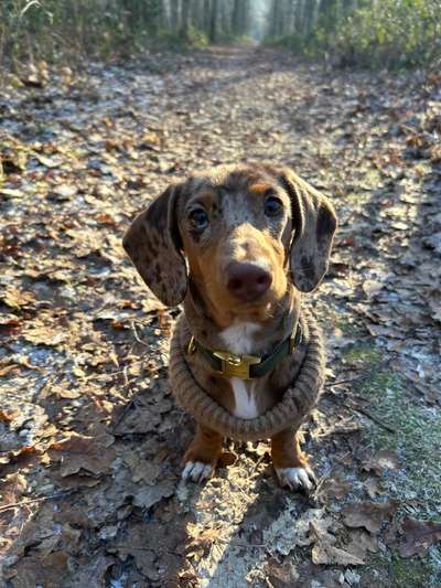 Hundetreffen-Junghunde Treffen-Bild