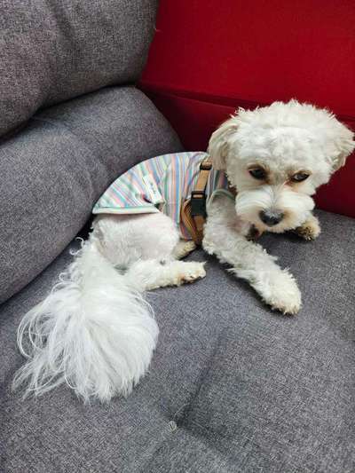 HILFE, ich habe meinen Hund zu kurz geschoren-Beitrag-Bild