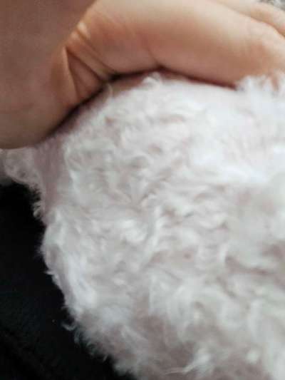 HILFE, ich habe meinen Hund zu kurz geschoren-Beitrag-Bild