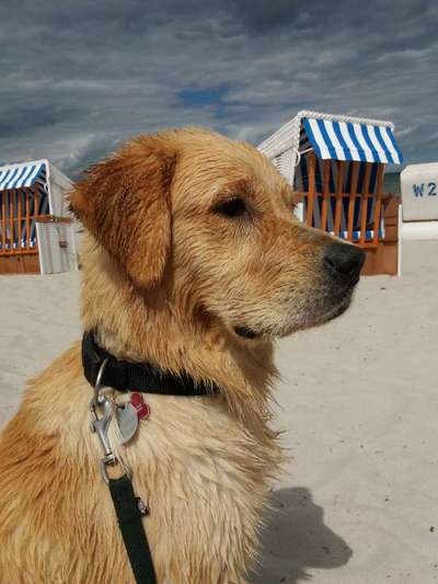 Hunde im Urlaub-Beitrag-Bild