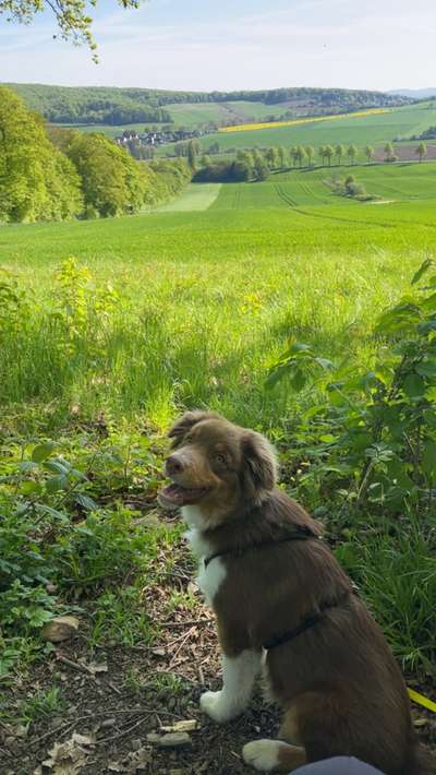 Hundetreffen-Spielpartner gesucht-Bild