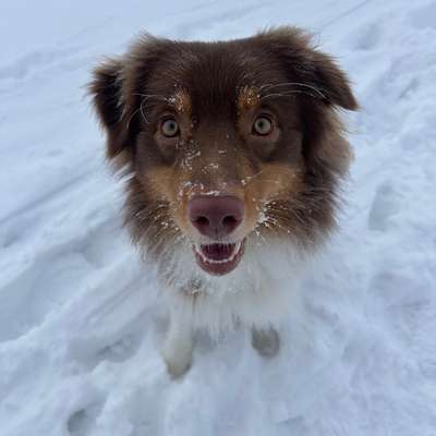 Hundetreffen-Gassi gehen an der Leine-Bild
