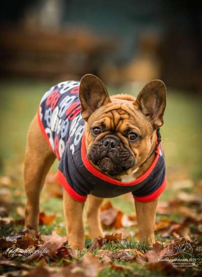 Reinrassige Hunde?-Beitrag-Bild