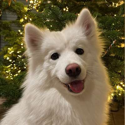 Hundetreffen-Kontakte im Brohltal-Profilbild