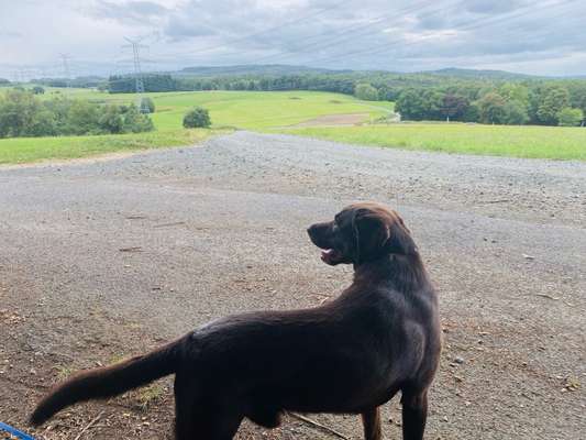 Hundetreffen-Gemeinsame Spaziergänge-Bild