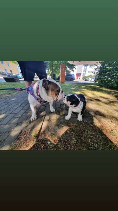 Barfen, wie macht ihr es?-Beitrag-Bild