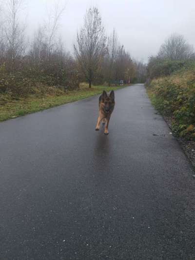 Deutsche Schäferhunde, Belgische Schäferhunde.-Beitrag-Bild