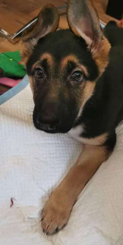 Welpen Bilder !-Beitrag-Bild