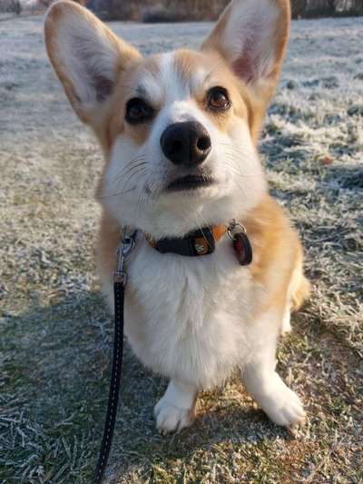 Corgis und ihre persönlichen Hofangestellten-Beitrag-Bild