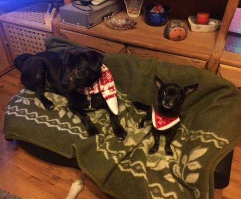 Bester Freund, Hundekumpel - zeigt her!-Beitrag-Bild