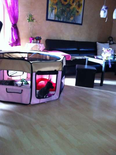 Hundebox oder Laufstall-Beitrag-Bild