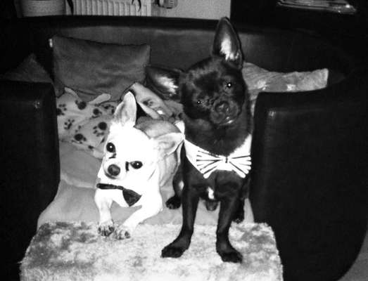 Foto's und Hundemodels-Beitrag-Bild