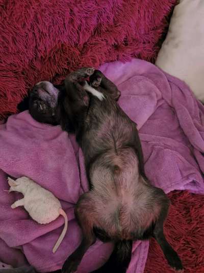 Die Dogorama Wochen Challenge-Beitrag-Bild