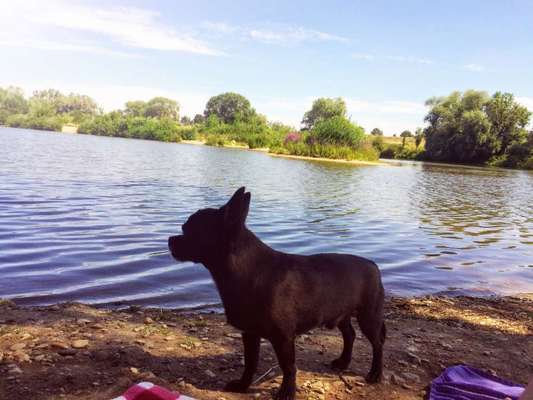 Dogorama-Monats-Challenge-Mai "Wasser"-Beitrag-Bild