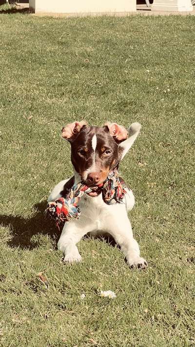 Dansky (Dansk-Svensk Gårdshund)-Beitrag-Bild