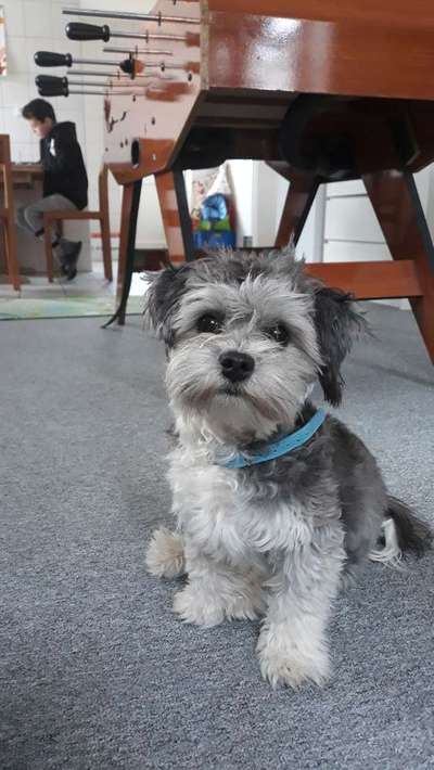 Hund hat Angst vor Treppen-Beitrag-Bild