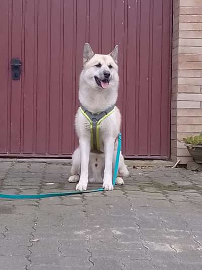 Westsibirische Laika ^~^-Beitrag-Bild