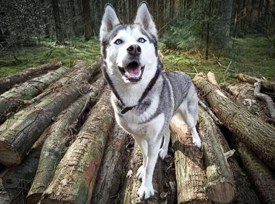 Husky-Beitrag-Bild