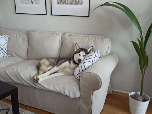 Fotosammlung: ,,Der natürliche Hund" Unbearbeitet, ungestellt und in Natura-Beitrag-Bild