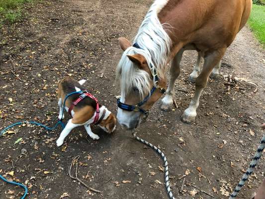 Fotochallenge Nr. 51 "Euer Hund mit anderen Tieren"-Beitrag-Bild