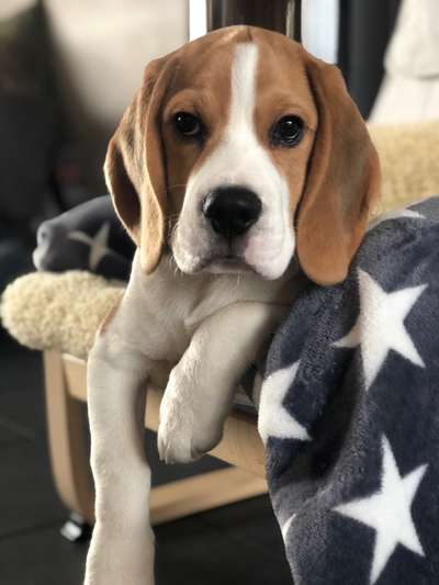 Die Dogorama Kalender Challenge Titelbild-Beitrag-Bild