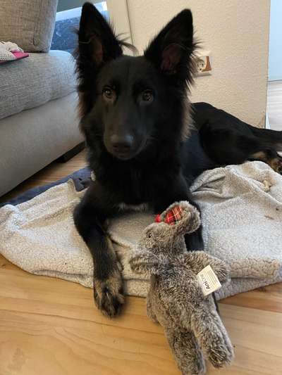 Schäferhund-Fans?-Beitrag-Bild