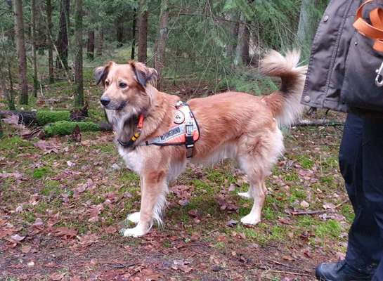 Hundetreffen-Neue Freundin gesucht-Bild