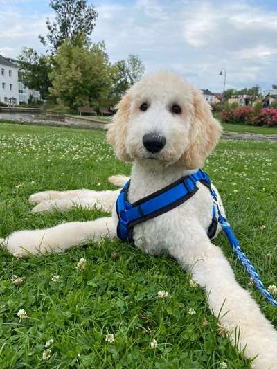 Hundetreffen-Welpen/ -Junghundtreffen-Bild