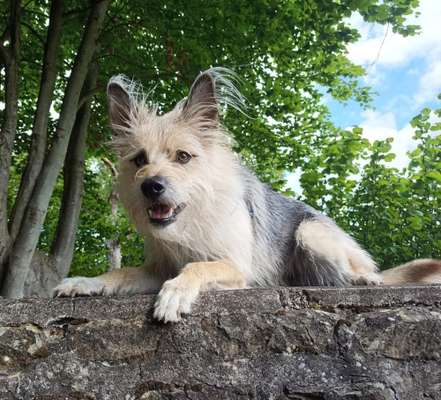 Die Dogorama-Wochen-Challenge "Die schönste Grimasse"-Beitrag-Bild