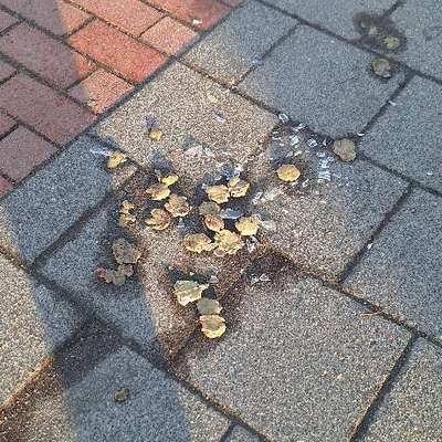 Giftköder-Scherben und evtl. Giftköder-Bild