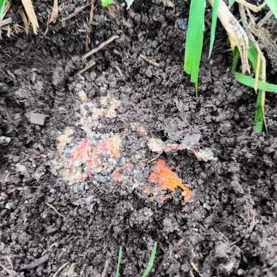 Giftköder-Evtl giftköder-Bild