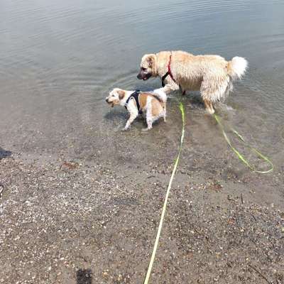 Hundetreffen-Spaziergang-Profilbild