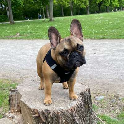 Hundetreffen-Französische Bulldogge "Lea" sucht die anderen Französischen Bulldoggen :-)-Bild