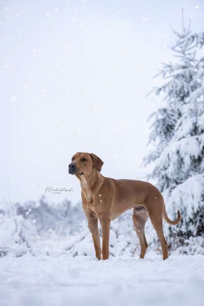 Rhodesian Ridgeback-Beitrag-Bild