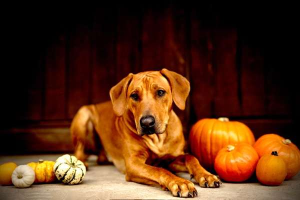 Rhodesian Ridgeback-Beitrag-Bild