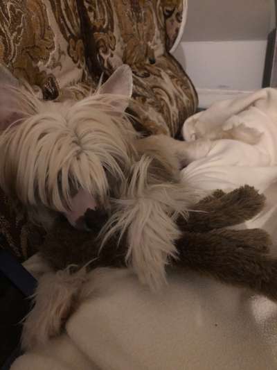 Der Lieblingsplüschi eures Vierbeiners-Beitrag-Bild